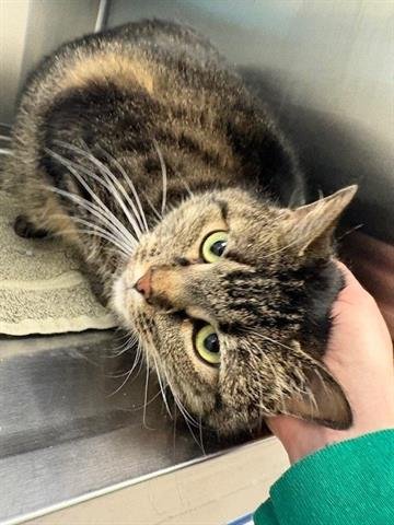 CRICKET - Domestic Short Hair available for adoption