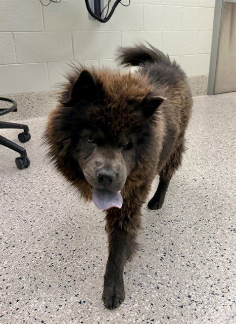 *BUFFY - Chow Chow available for adoption
