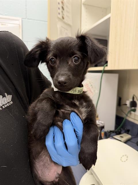 *Q-BERT - Chihuahua available for adoption