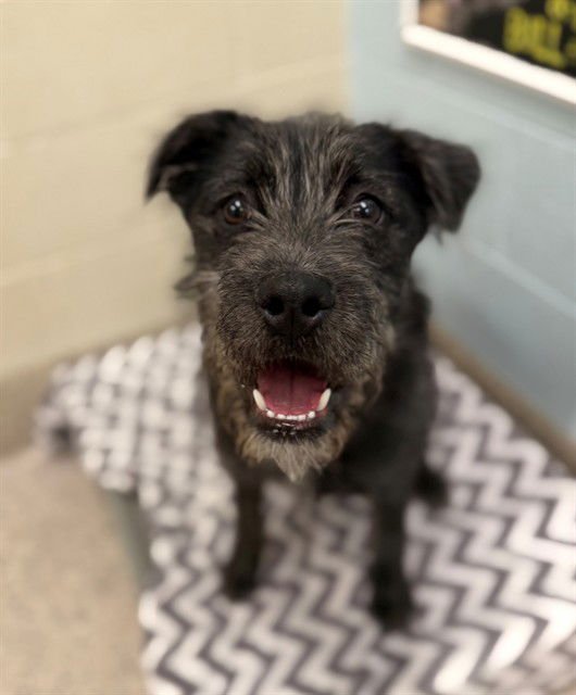 *TOASTER - Schnauzer available for adoption