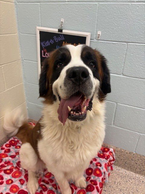 BRODY - Saint Bernard available for adoption