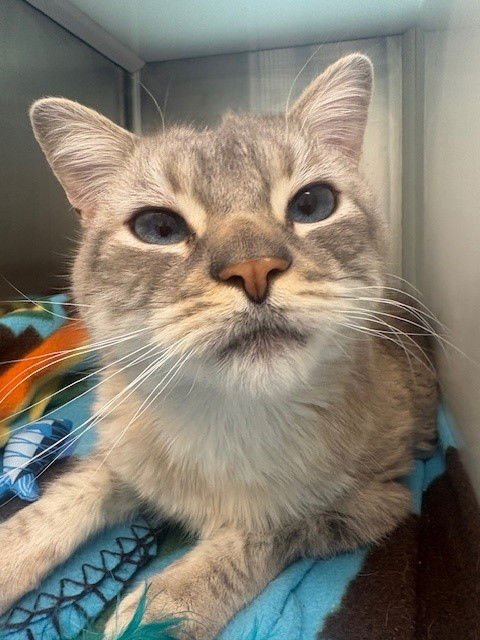 FIZZ - Siamese available for adoption