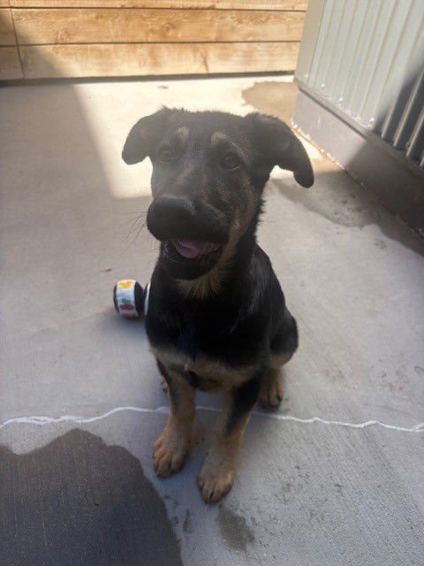 *FLINT - German Shepherd Dog available for adoption
