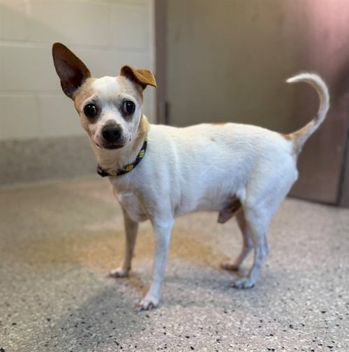PEANUT - Chihuahua available for adoption