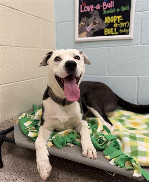 JACO - Siberian Husky / Pit Bull Terrier available for adoption