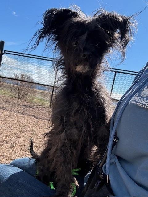 *TOOTSIE - Terrier available for adoption