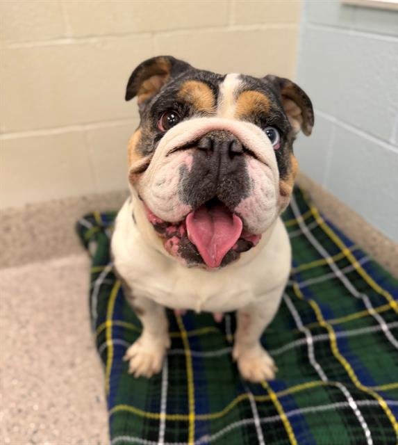 *BREAD BOWL - Bulldog available for adoption