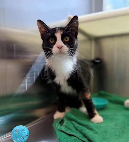 *CIDER - Domestic Short Hair available for adoption