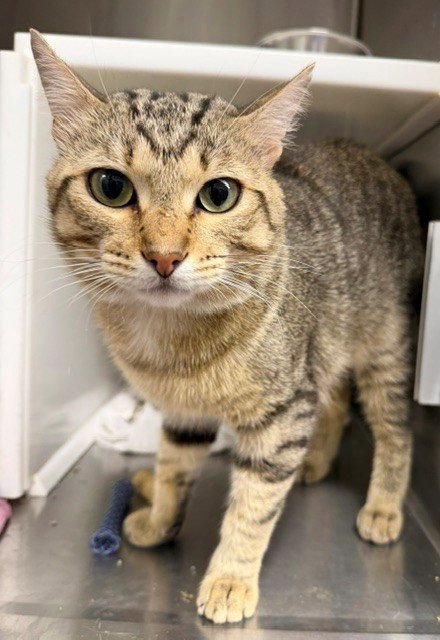 *WINNEBAGO - Domestic Short Hair for adoption in Thornton