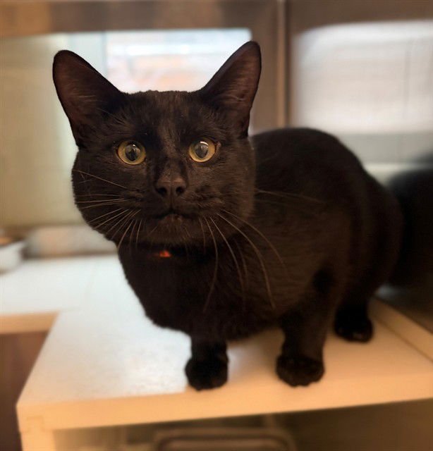 *CROMWELL - Domestic Short Hair available for adoption