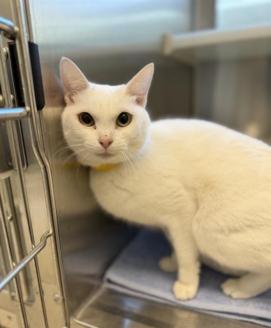 SNOWY - Domestic Short Hair available for adoption