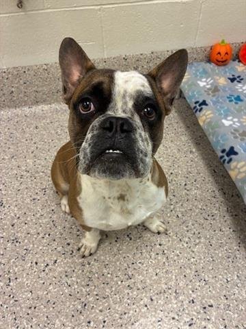 ROLLS ROYCE - Bulldog / French Bulldog available for adoption
