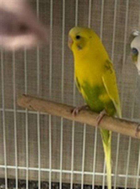 *CITRINE - Parakeet - Other available for adoption