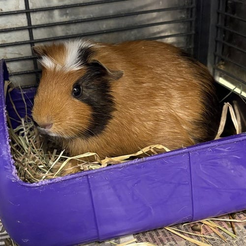 *BO PEEP - Guinea Pig available for adoption