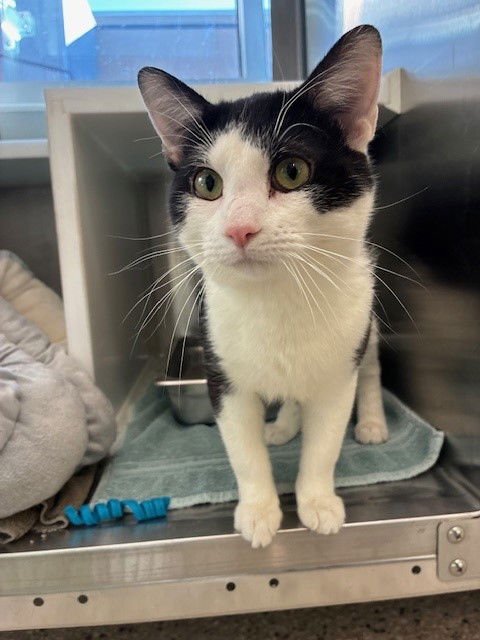 *GADGET - Domestic Medium Hair available for adoption