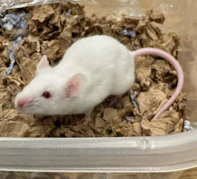 Q-TIP - Mouse available for adoption