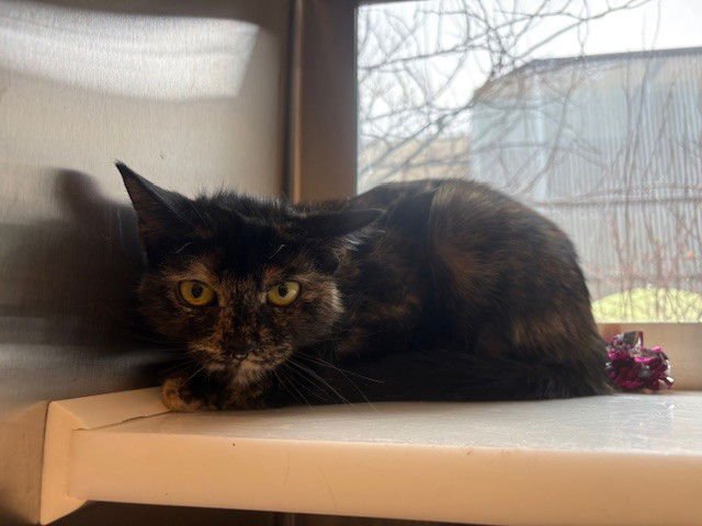 MILA - Domestic Short Hair available for adoption