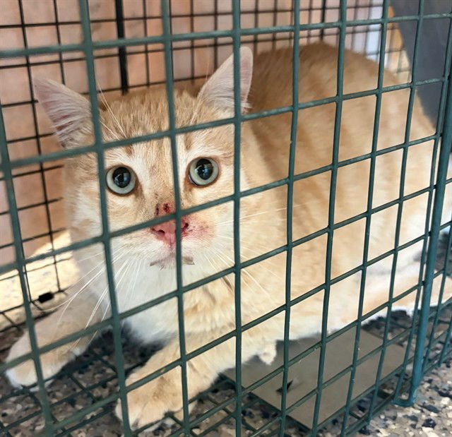 *RAZZMATAZZ - Domestic Short Hair available for adoption