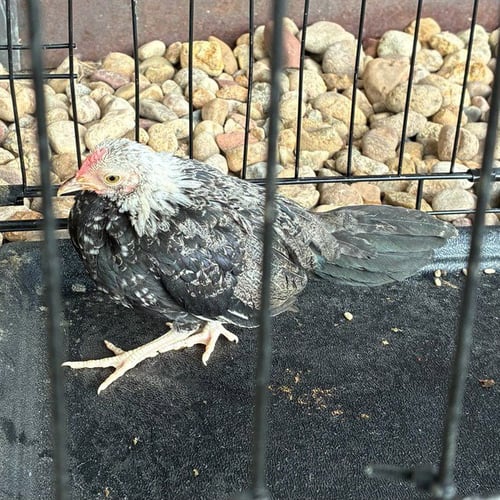 *FIG NEWTON - Chicken available for adoption