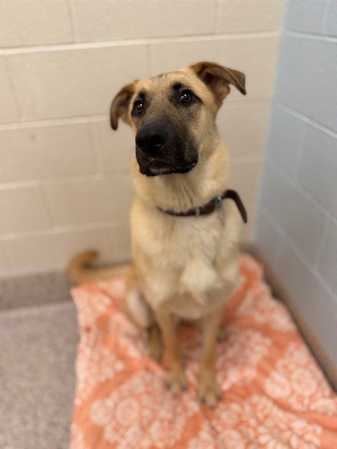 *BISHOP - Anatolian Shepherd available for adoption