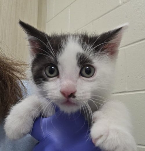 *BASIL - Domestic Short Hair available for adoption