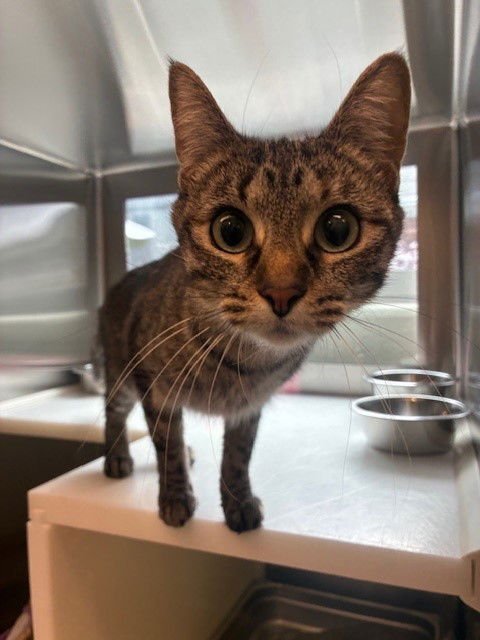 *SPLIT PEA - Domestic Medium Hair available for adoption