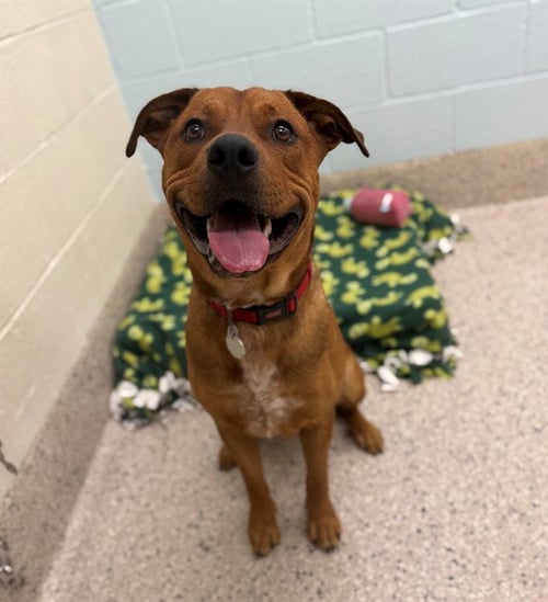 TAZ - Pit Bull Terrier available for adoption