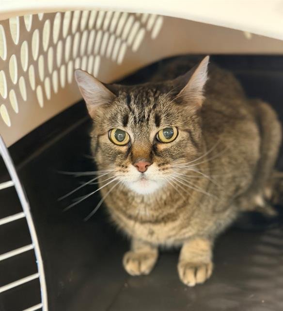 JEKYLL - Domestic Short Hair available for adoption