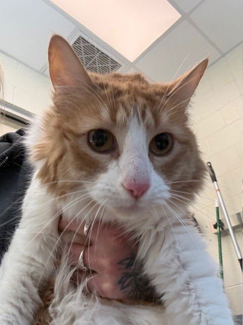 PUMPKIN - Domestic Long Hair available for adoption