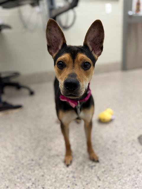 HARLEY - Australian Kelpie available for adoption