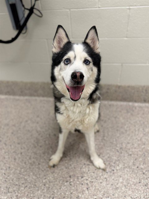LOKEE - Siberian Husky available for adoption