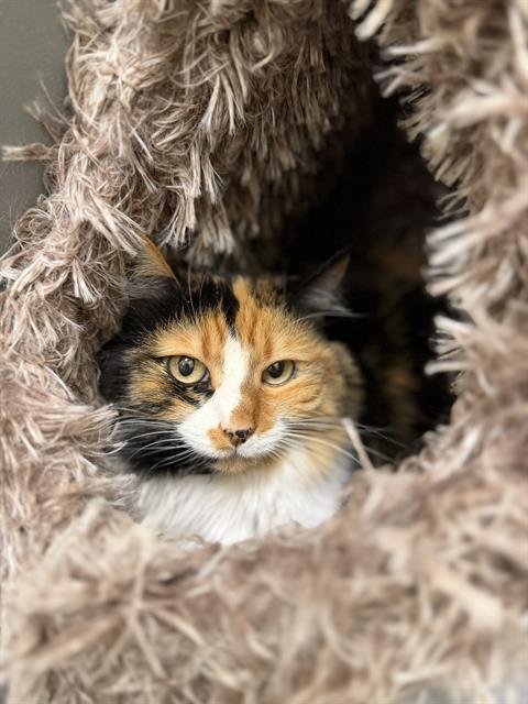 CALLIE - Domestic Short Hair available for adoption