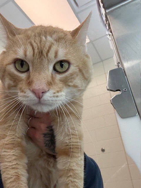 *BINGO - Domestic Short Hair available for adoption