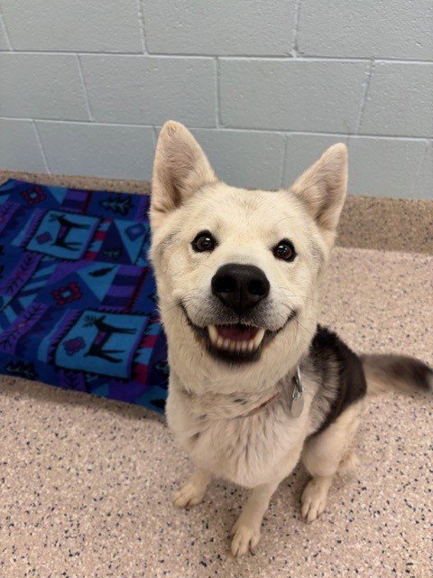 TAZ Image