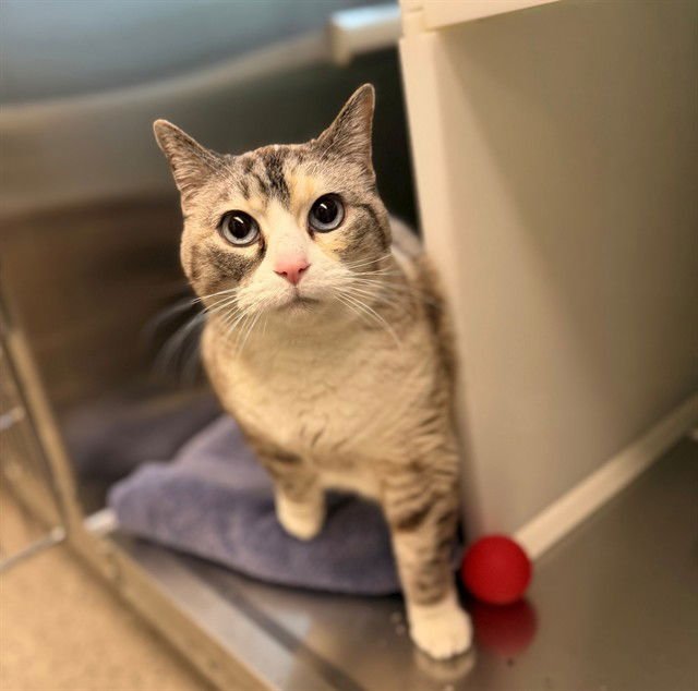 KITTEN - Domestic Short Hair available for adoption