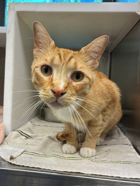 ARBOR - Domestic Short Hair for adoption in Thornton