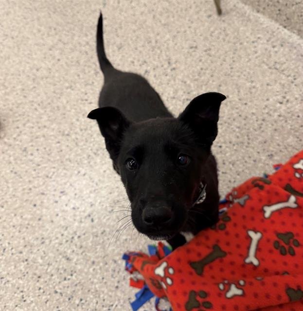 *WYATT - German Shepherd Dog available for adoption