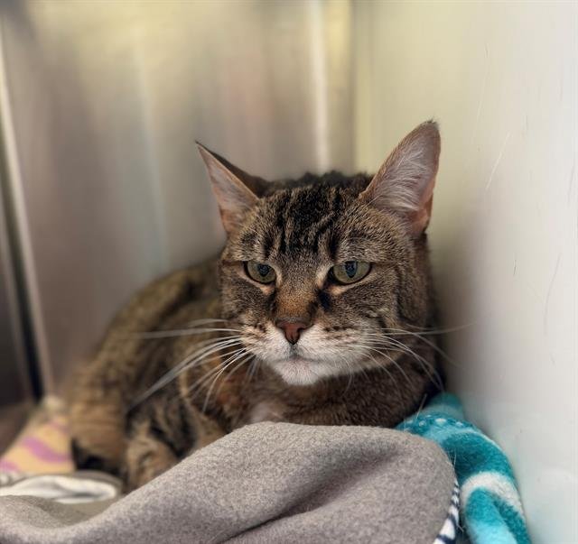 HYDI - Domestic Short Hair available for adoption