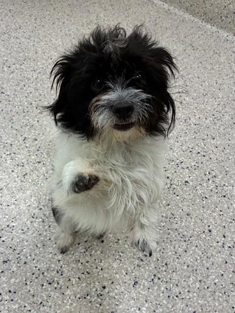 *JEROME - Shih Tzu available for adoption