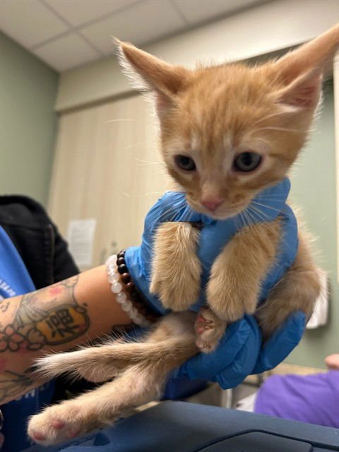 *ORANGE CREAM - Domestic Short Hair available for adoption