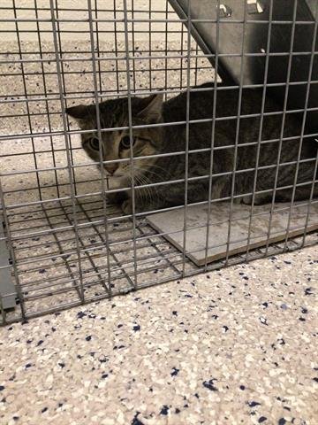 *OTTER - Domestic Short Hair available for adoption