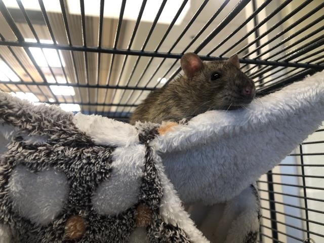 *BUBBLES - Rat available for adoption
