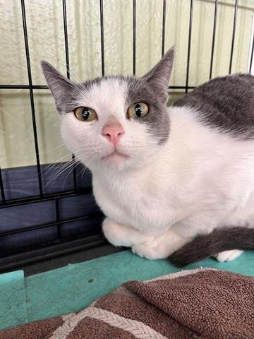 *BOUQUET - Domestic Short Hair available for adoption