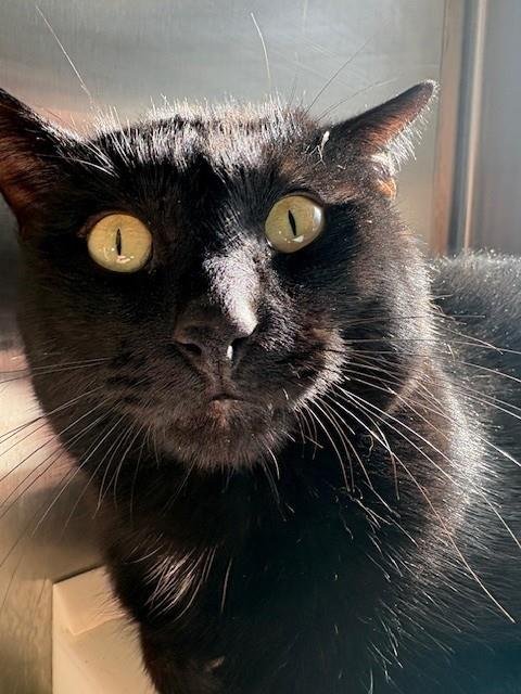 *EGGIE - Domestic Short Hair available for adoption