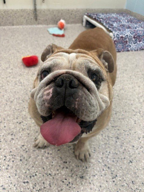 AUGUST - English Bulldog available for adoption