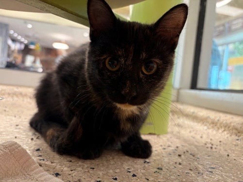 *CAT OÂLANTERN - Domestic Short Hair available for adoption