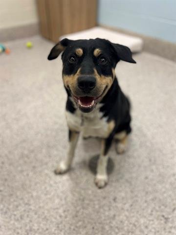 EROS - Rottweiler available for adoption