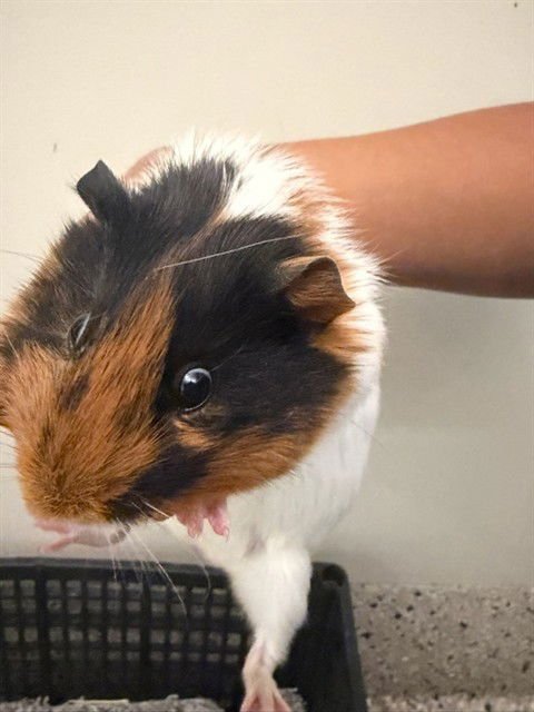 *LAALAA - Guinea Pig available for adoption