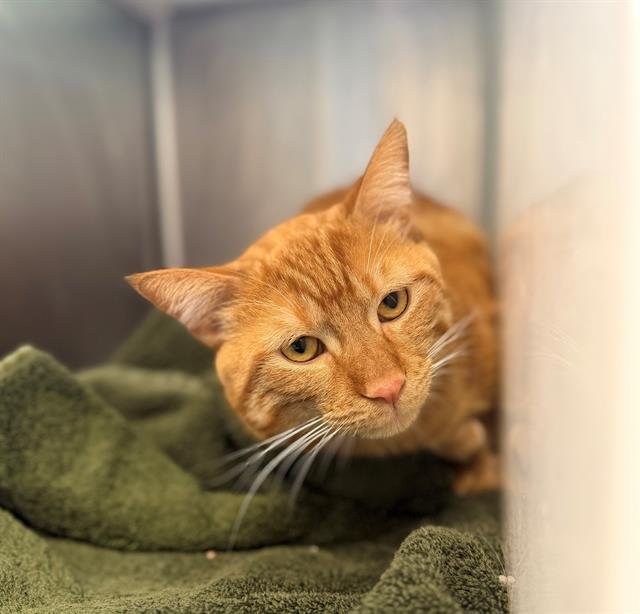 *PUCK - Domestic Short Hair available for adoption