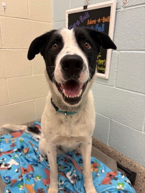 HERMIONE - Labrador Retriever / Welsh Springer Spaniel available for adoption